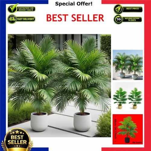 Confezione palme ananas - 2,